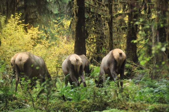 Aproximando-se dos Elks na Hoh Forest, uma das mais úmidas do mundo, no Olympic National Park, no estado de Washington, oeste dos Estados Unidos
